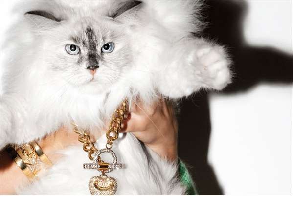 Dazzling Cat Modeling Campaigns