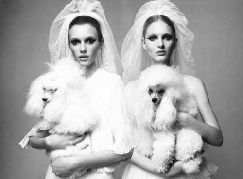 Duo-Dogged Brides