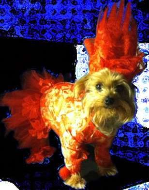 Singing Sensation Pooch Costumes