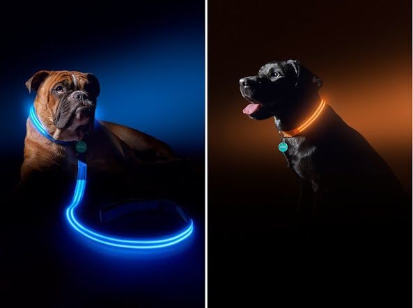 LED Light Leashes