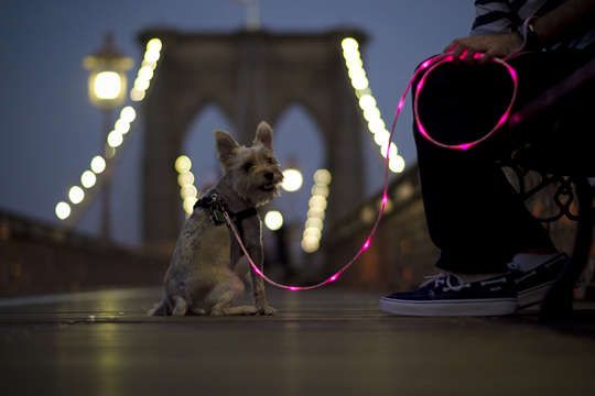 Illuminated Canine Cords