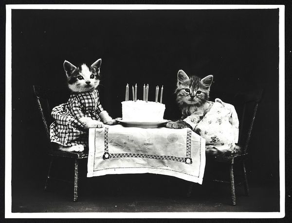 Adorable Vintage Cat Photos