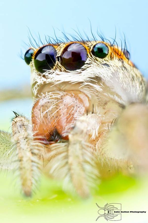 Extreme Insect Close-Ups