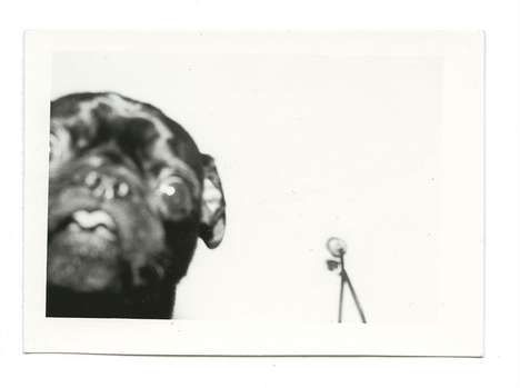 Polaroid Pooch Photos