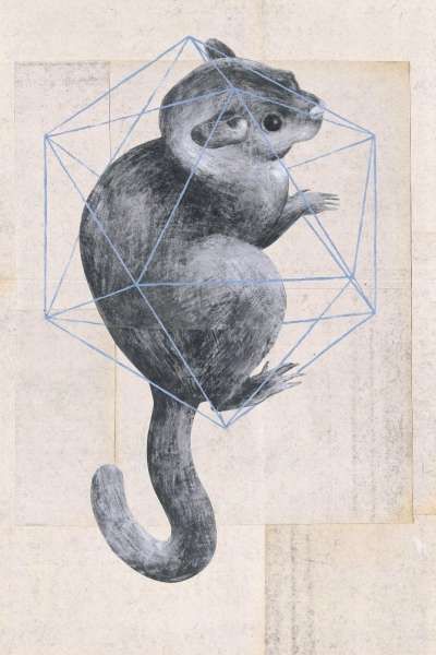 Geometric Animal Illustrations