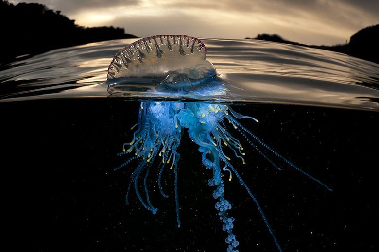 Divided Sea Creature Photography