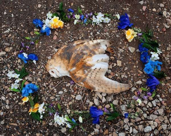 Roadkill Memorial Photography