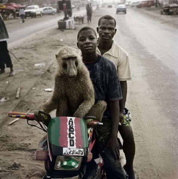 Monkey Companions