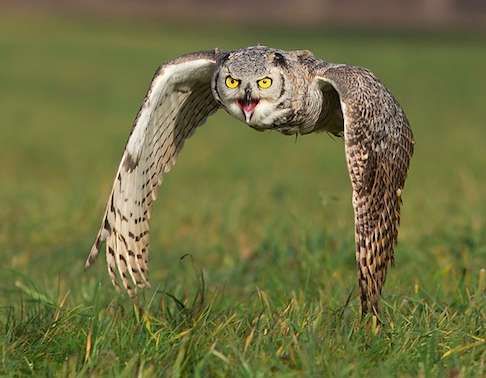 Soaring Fowl Photography