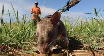 Mine Detecting Rats