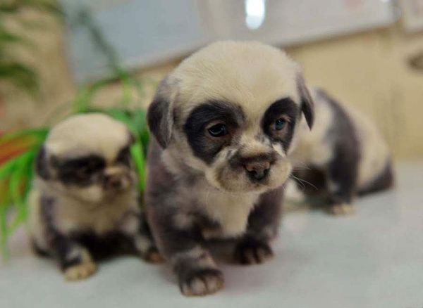 Adorably Marked Panda Puppies