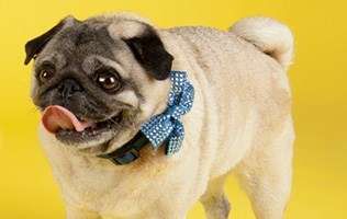 Chic Canine Collars