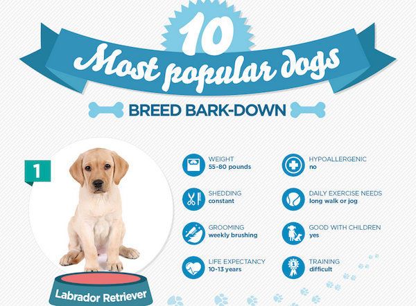 Popular Dog Breed Guides