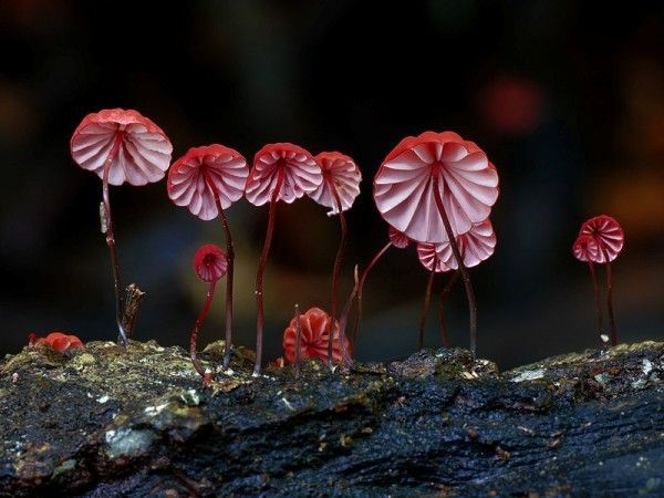 Vibrant Fungi Photography