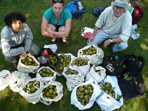 City Fruit-Picking