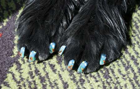 DIY Canine Manicures