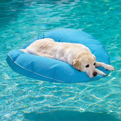 Puppy Pool Pads