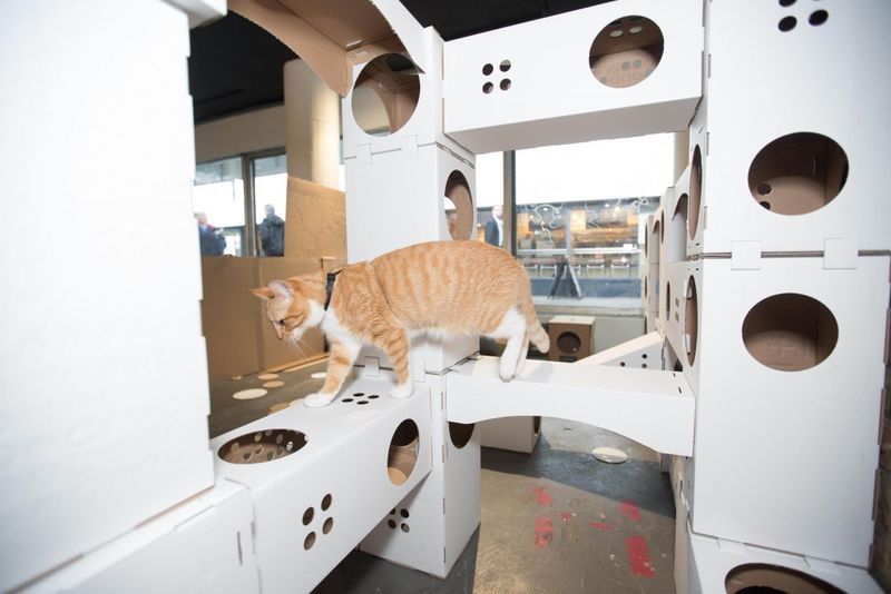 Pop-Up Kitty Playhouses