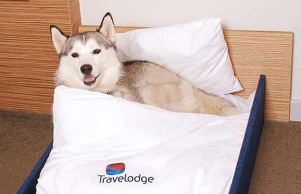 Hotel Pet Beds