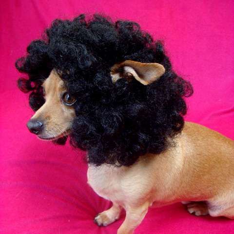 Afro wig for dogs hotsell