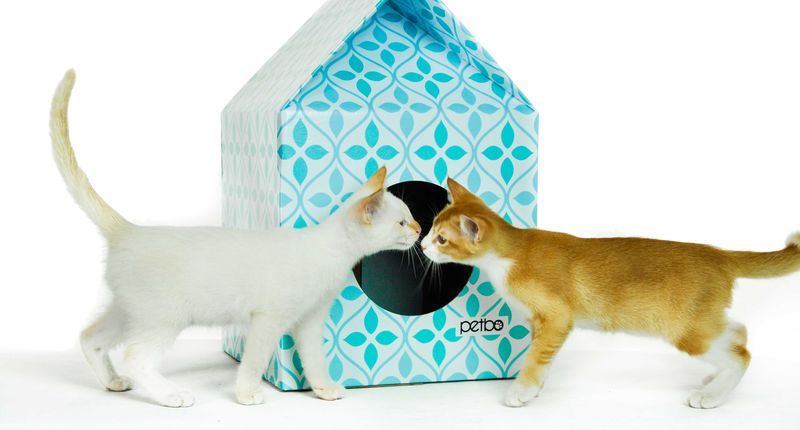 Eco Feline Homes