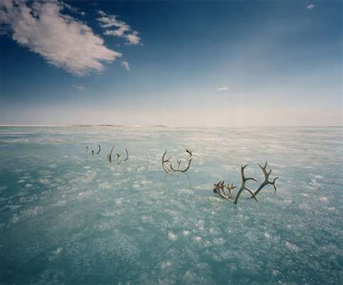 Drowning Deer Photography