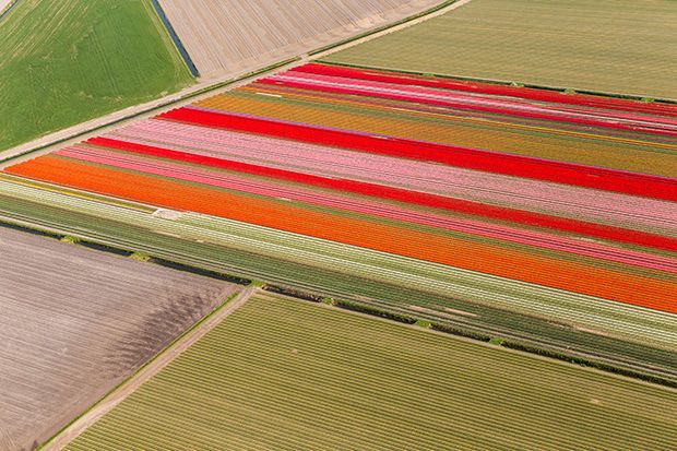 Aerial Tulip Captures