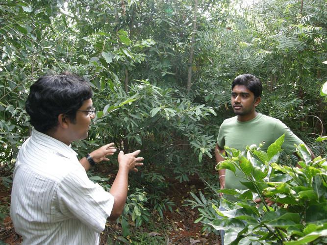 Urban Thicket-Growing Services