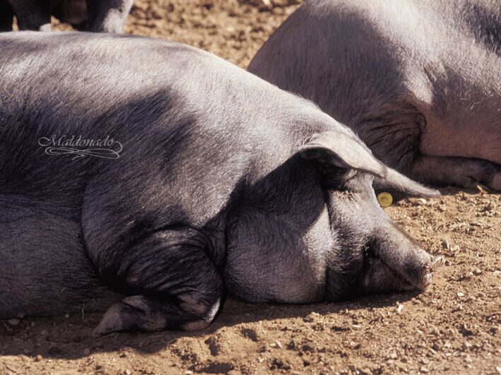 Pork for a Pretty Penny