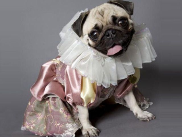 Pug-Cast Shakespearean Plays