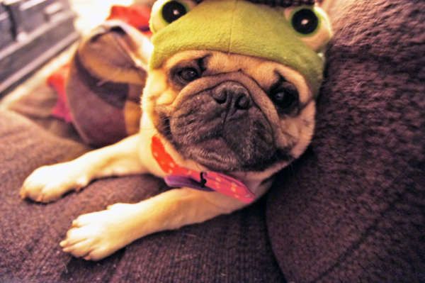 Eccentrically Styled Canines Pugs in Clothes Tumblr