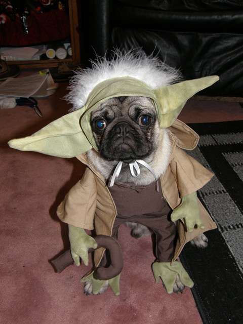 Costumes for pugs hotsell