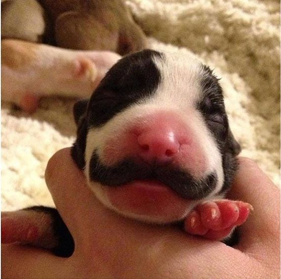 Authentic Puppy Moustaches