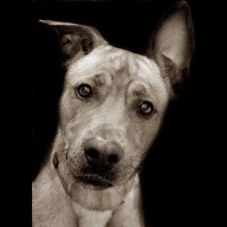 Heart-Wrenching Canine Portraits