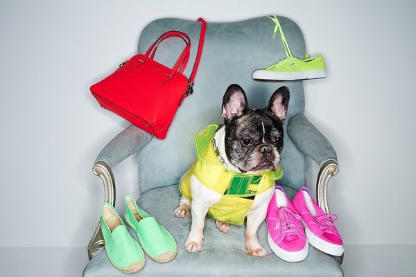 Fashionable Dog Lookbooks