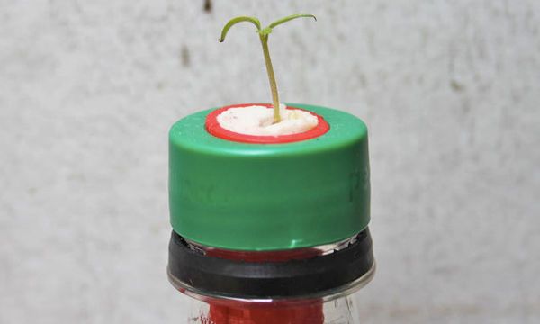 Sprouting Bottle Caps