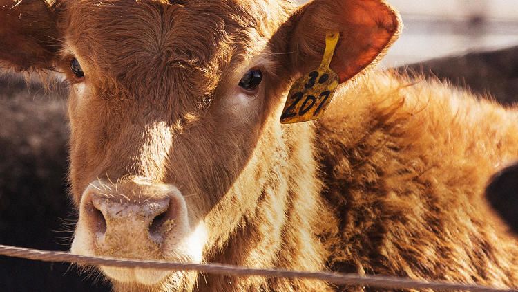 Livestock-Monitoring Wearables