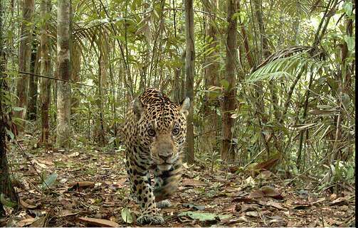 Camera-Trap Photography