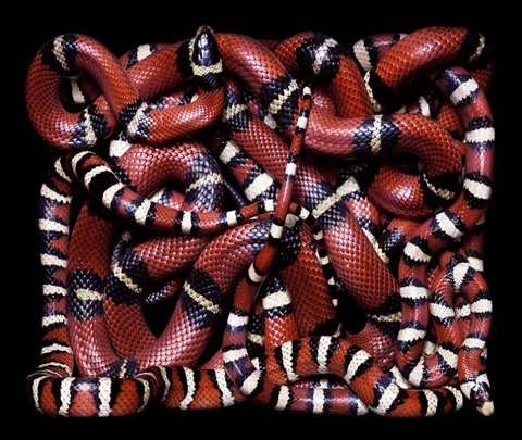 Knotted Serpent Snapshots