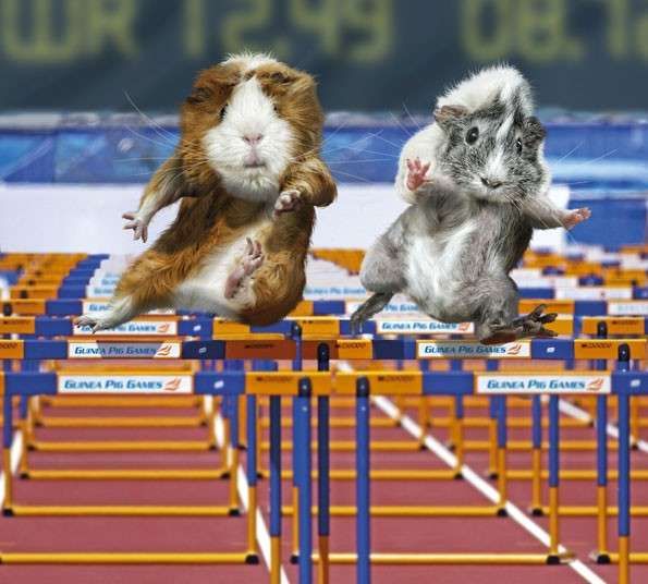 Rodent Olympic Calendars