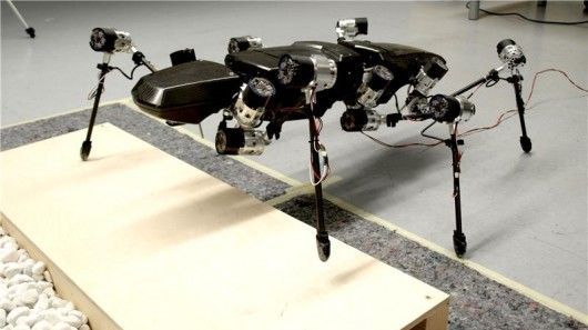 Stick Insect-Inspired Robots