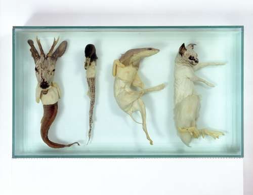 Taxidermy Text