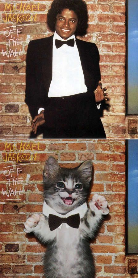 Classic Album Kitten Takeovers