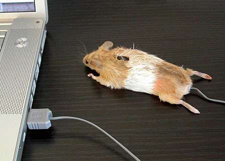 The Real Mouse Mouse