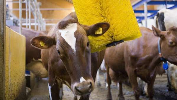 Bovine Massagers