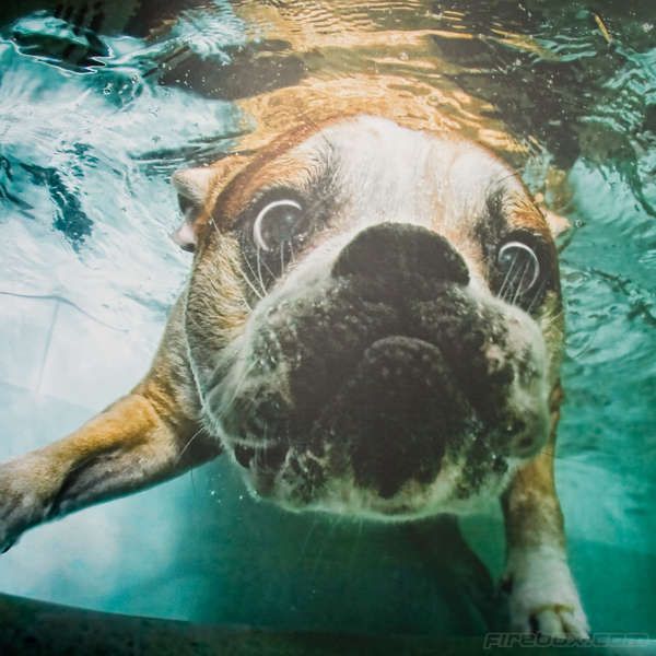Playful Underwater Pups