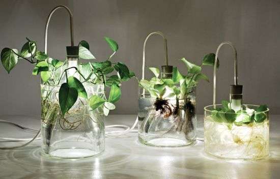 Glass Plant Lights