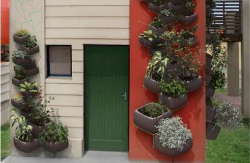 Climbing Potted Plants