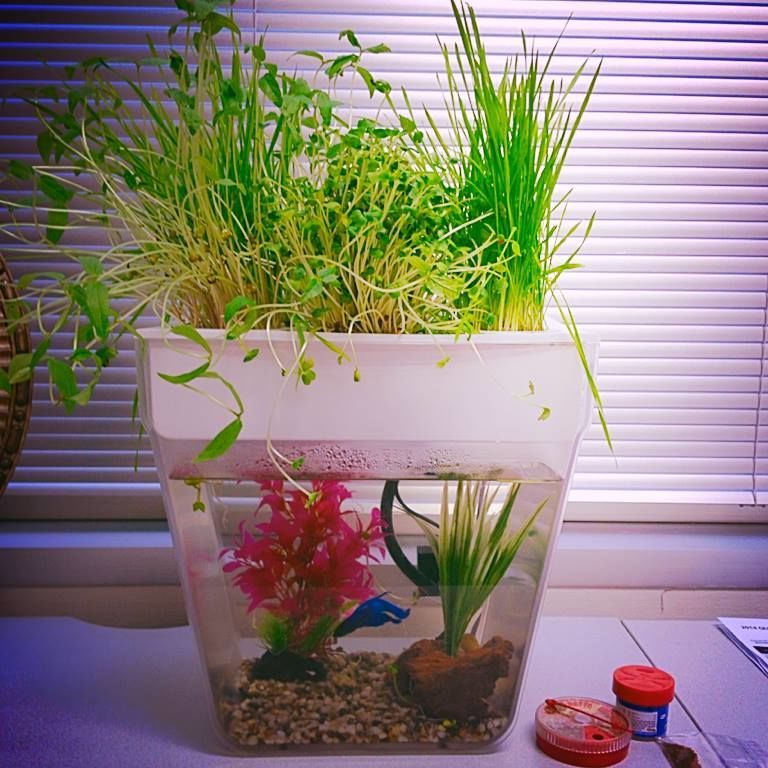 Garden-Growing Fish Tanks