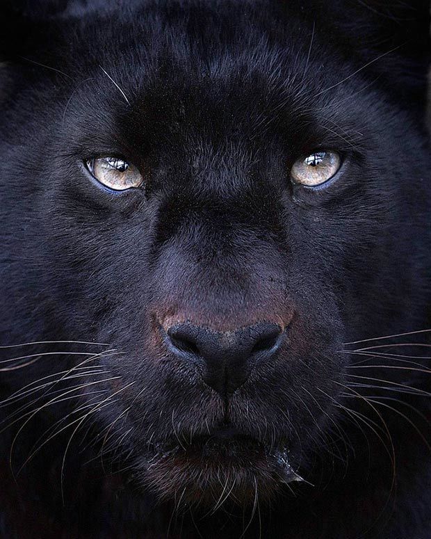 20 Wild Animal Photography Series
